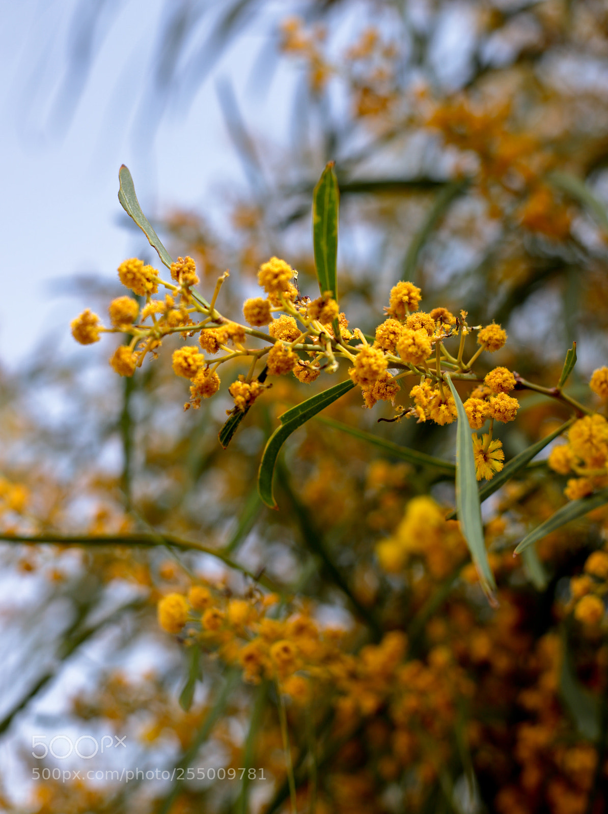Canon EOS 6D Mark II sample photo. Mimosa photography