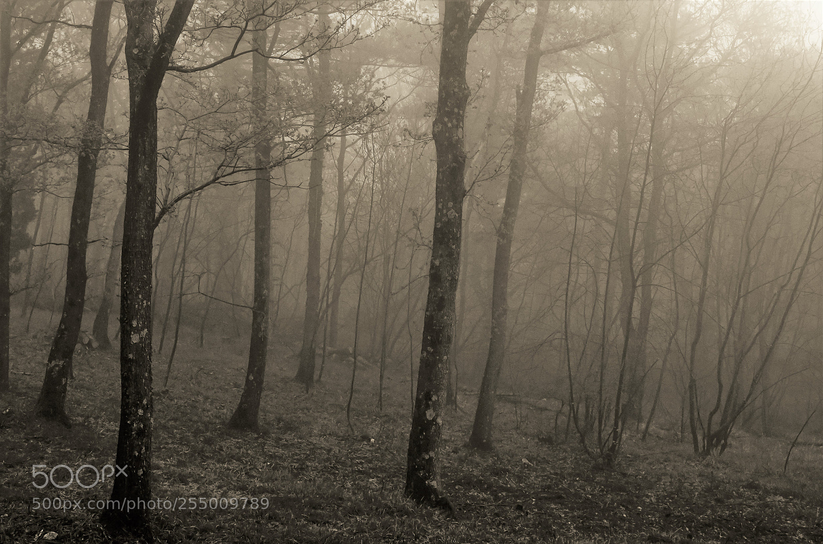 Nikon D7000 sample photo. The forest photography