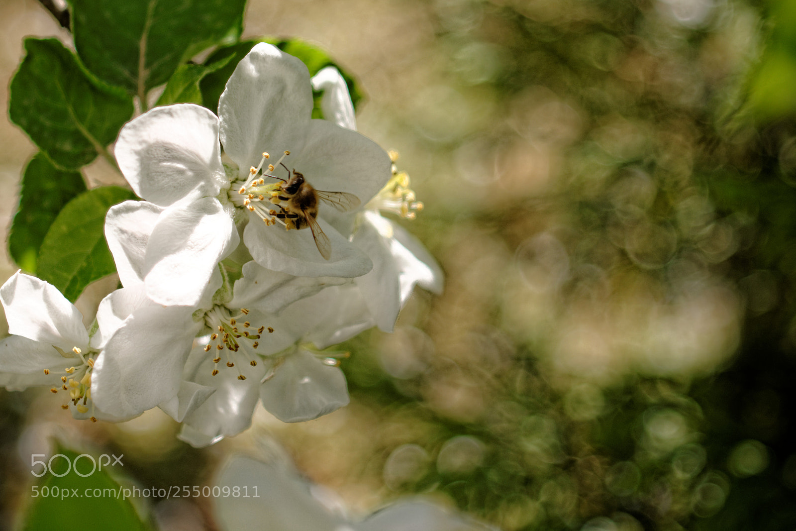 Nikon D7100 sample photo. Bee photography
