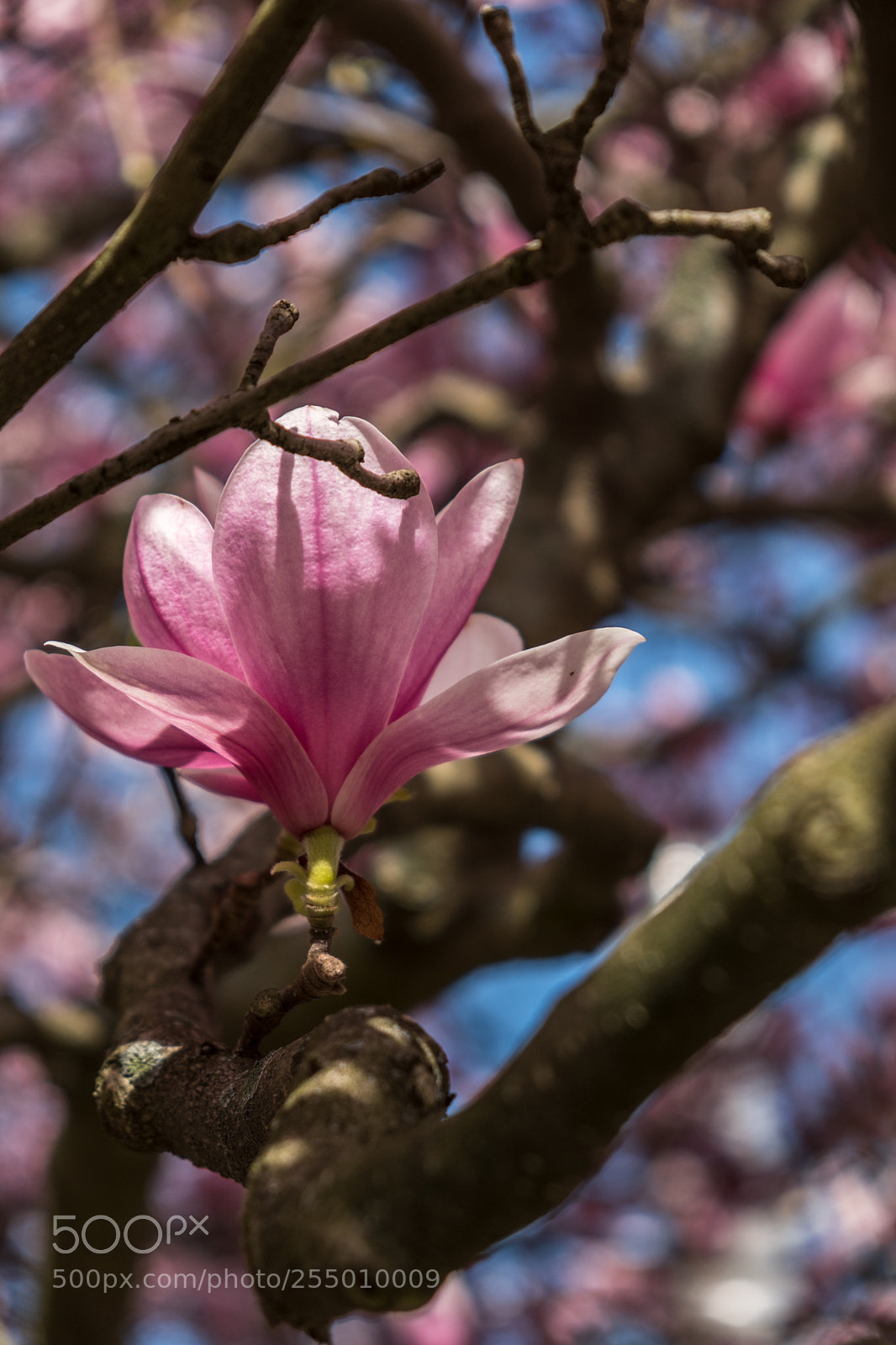 Fujifilm X-T2 sample photo. Majestic blossom photography