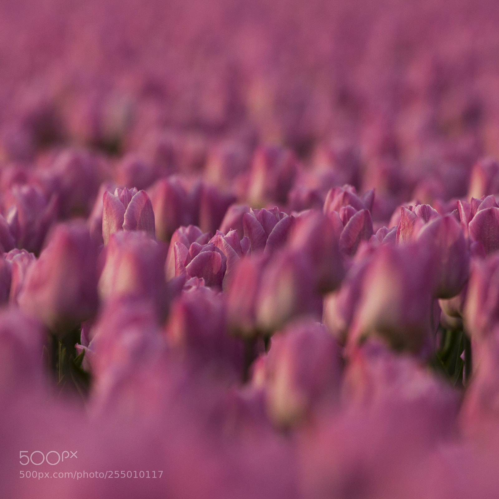 Canon EOS 50D sample photo. Tulips from holland photography