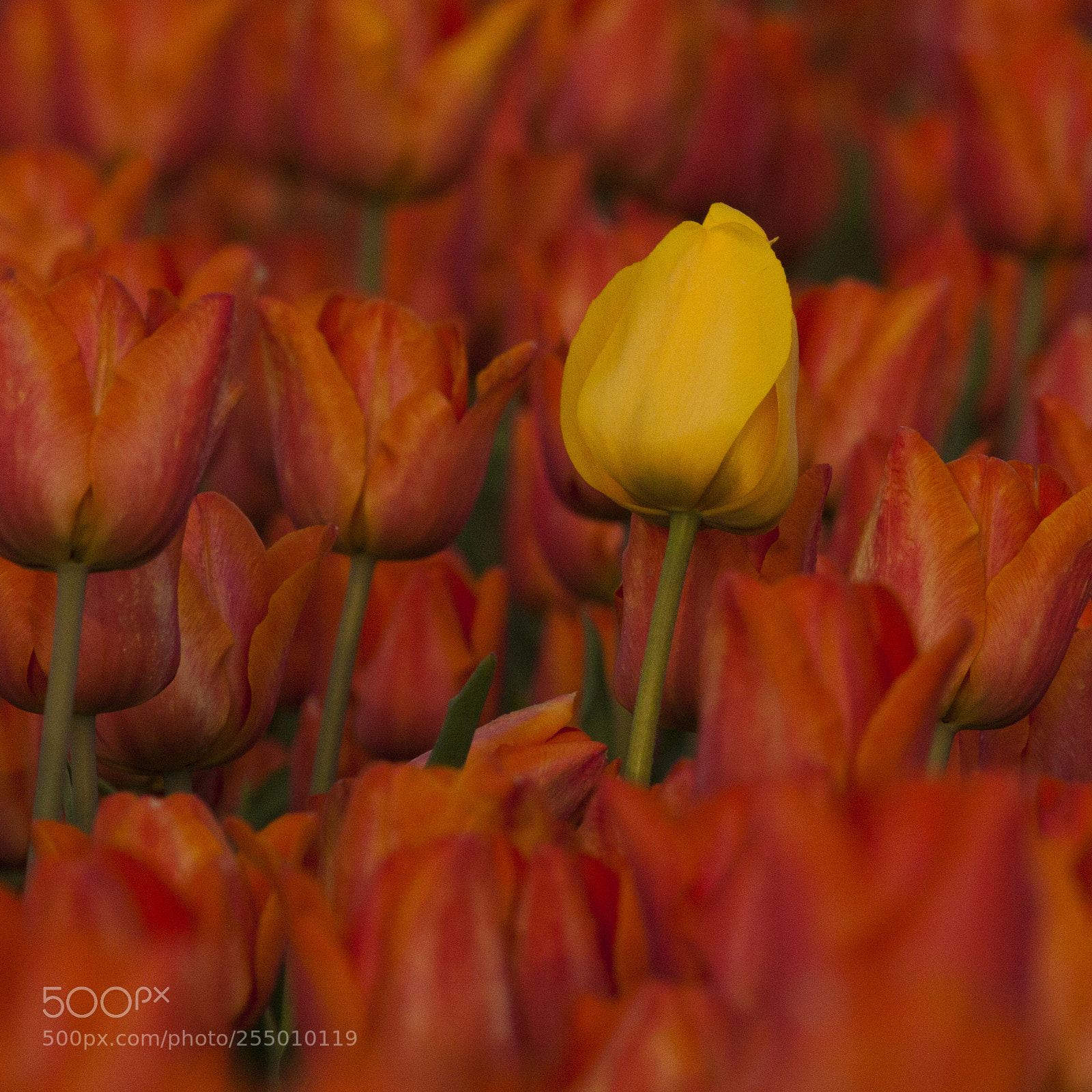 Canon EOS 50D sample photo. Tulips from holland photography