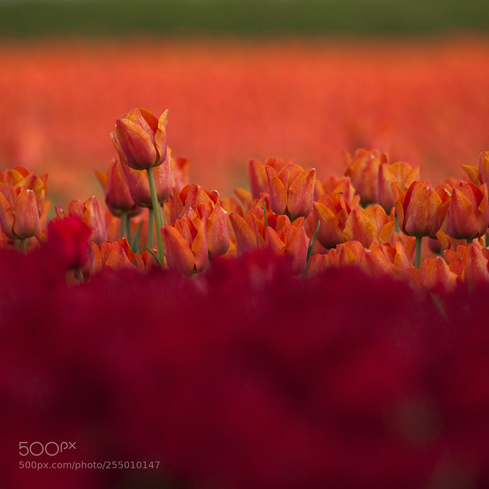 Canon EOS 50D sample photo. Tulips from holland photography