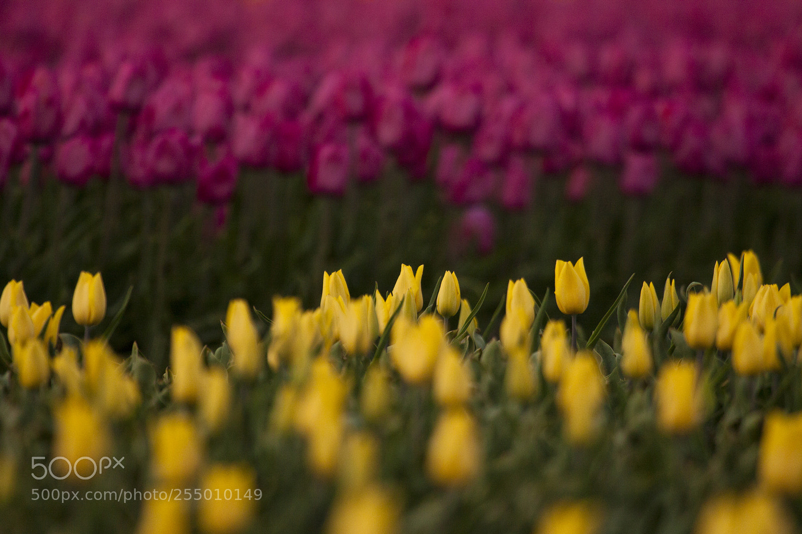 Canon EOS 50D sample photo. Tulips from holland photography