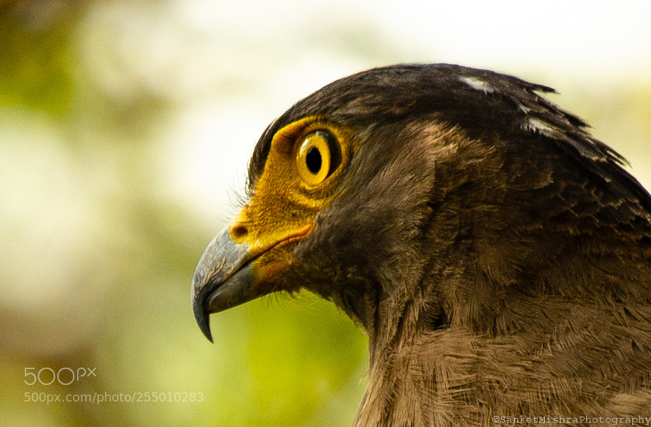 Nikon D5100 sample photo. Eagle eye! photography