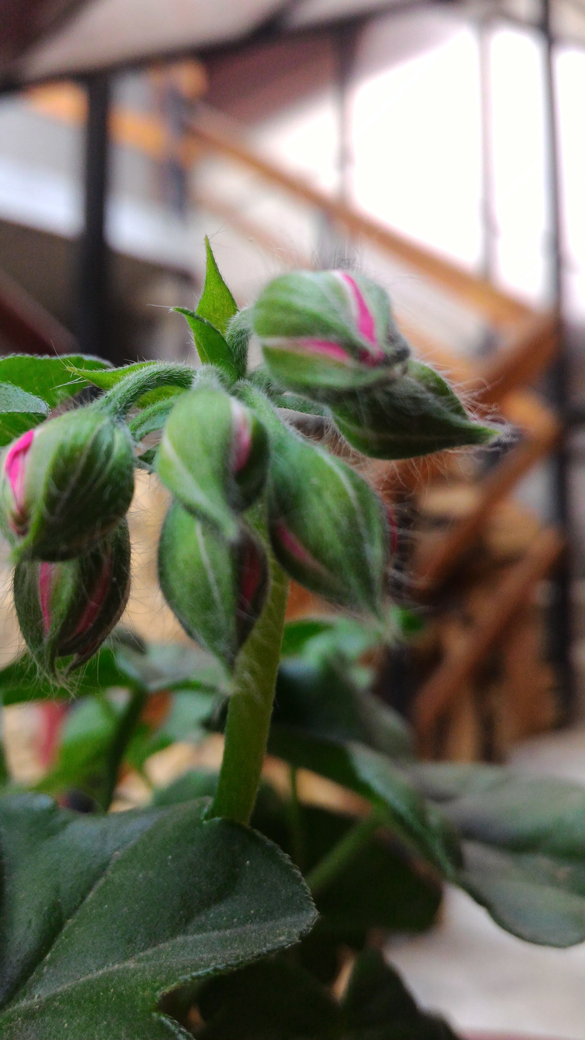 ASUS ZenFone 2 (ZE551ML) sample photo