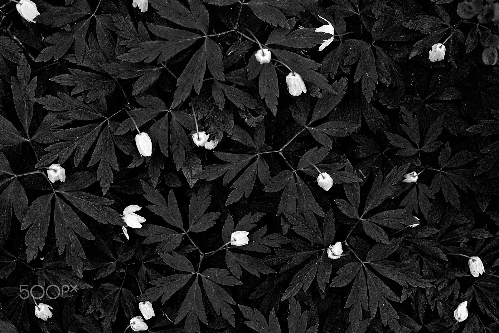 Nikon 1 V2 sample photo. Black & white study of white flowers photography