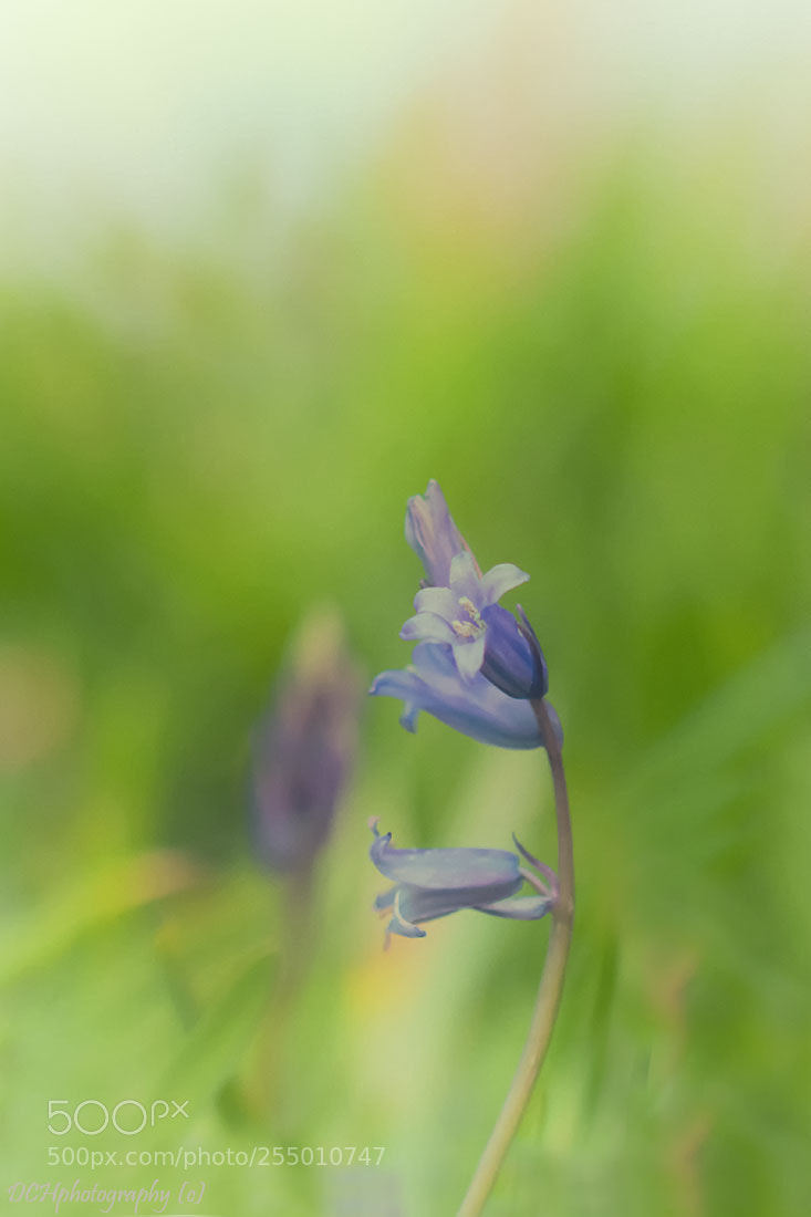 Canon EOS 650D (EOS Rebel T4i / EOS Kiss X6i) sample photo. Bluebells photography