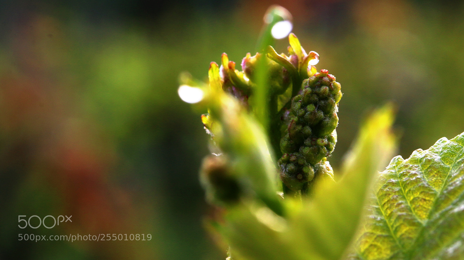 Canon EOS 70D sample photo. Img photography