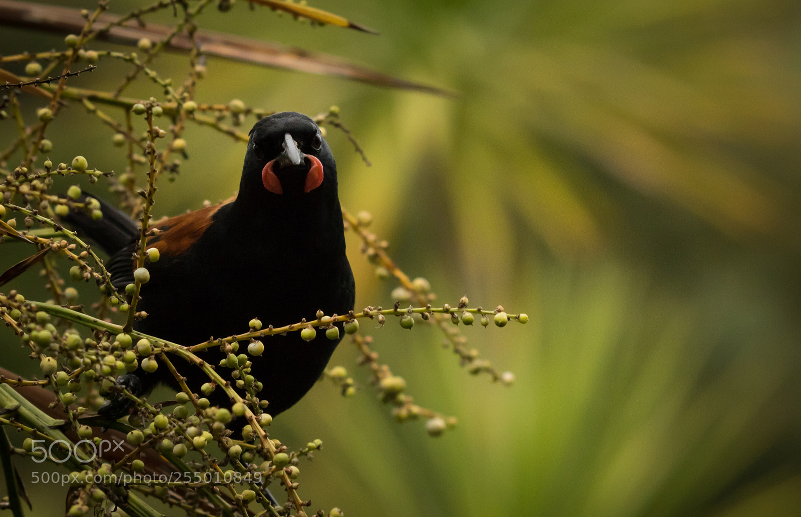 Canon EOS 7D Mark II sample photo. Adult tieke, saddleback photography
