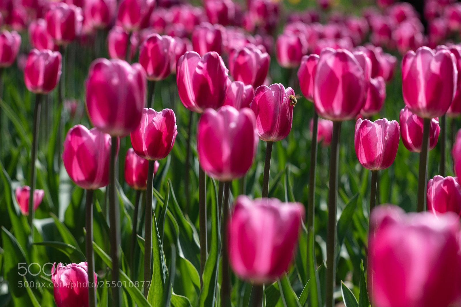 Nikon D850 sample photo. Tulips photography