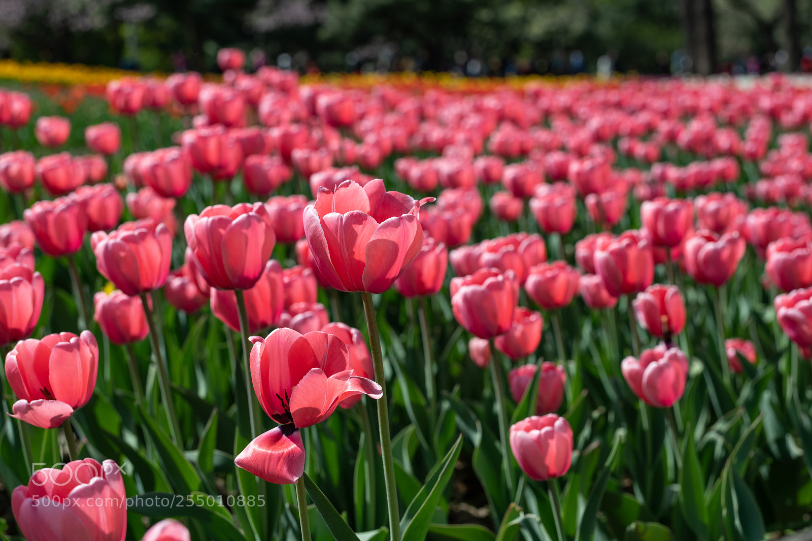 Nikon D850 sample photo. Tulips photography