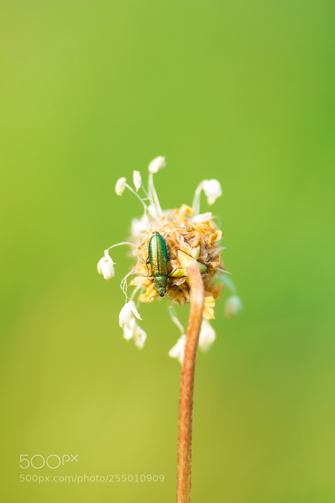 Sony a6000 sample photo. Malachius bipustulatus (ii) photography