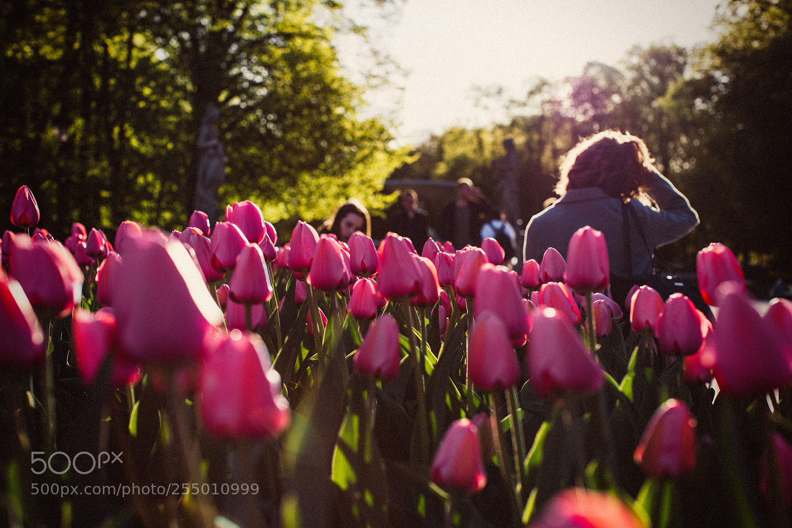 Canon EOS 6D Mark II sample photo. Pretty in pink photography