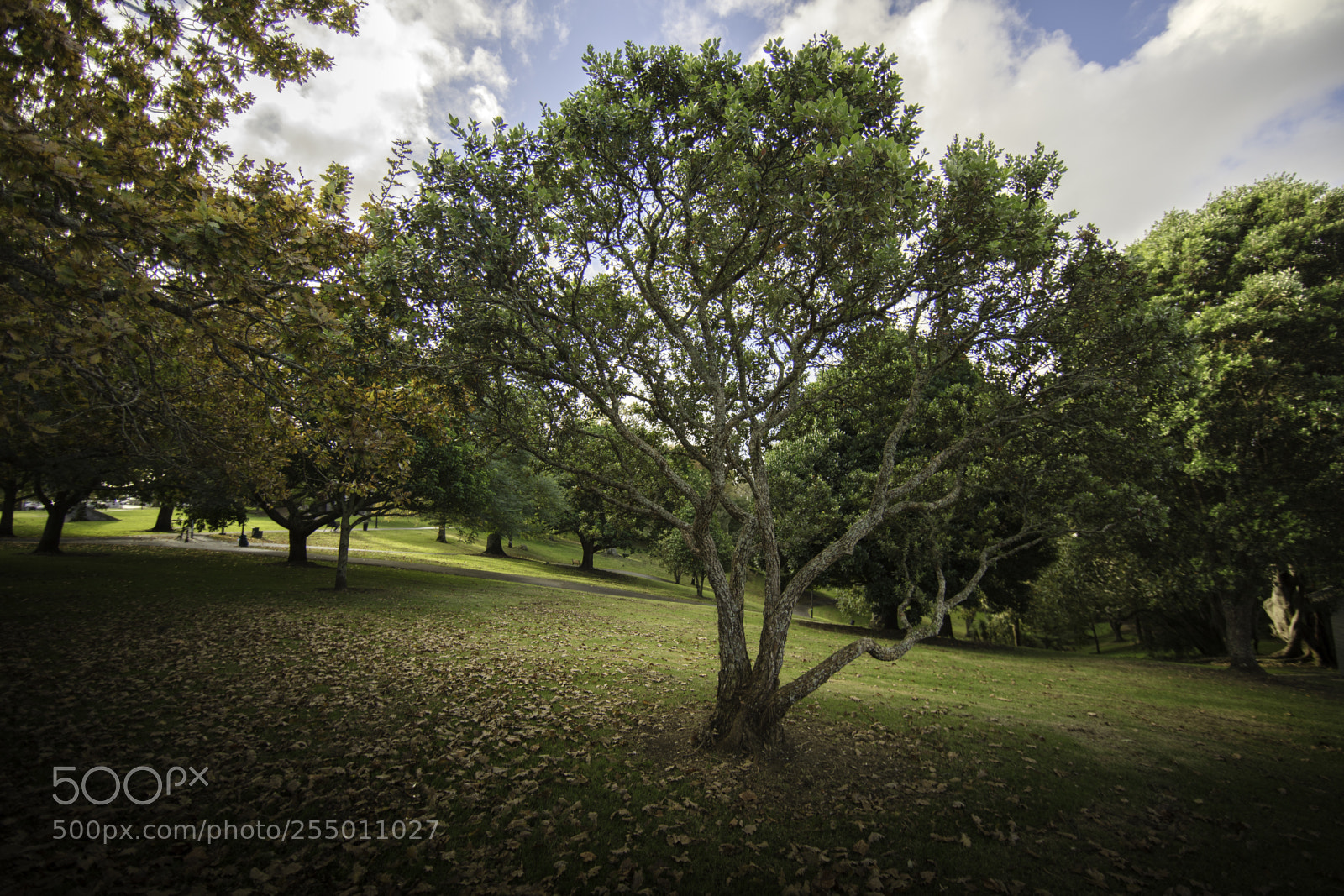 Canon EOS 5DS sample photo. Western park photography