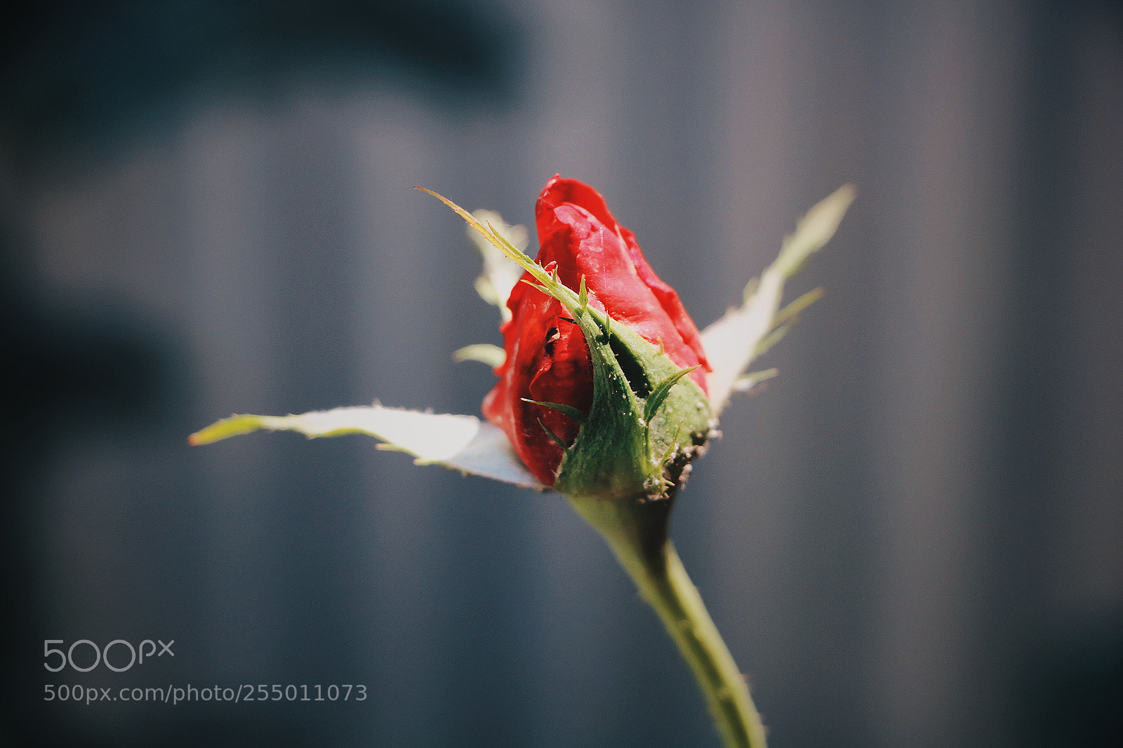 Canon EOS 750D (EOS Rebel T6i / EOS Kiss X8i) sample photo. Red in glow photography