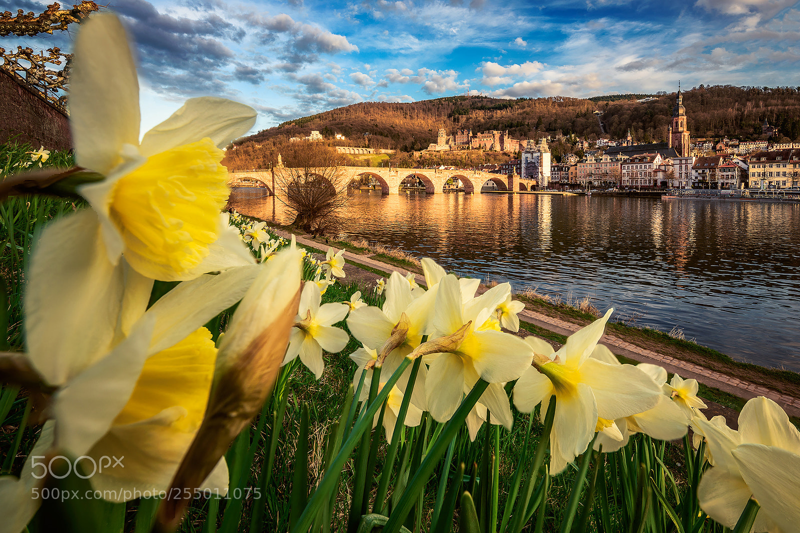 Nikon D810 sample photo. Spring comes to heidelberg photography