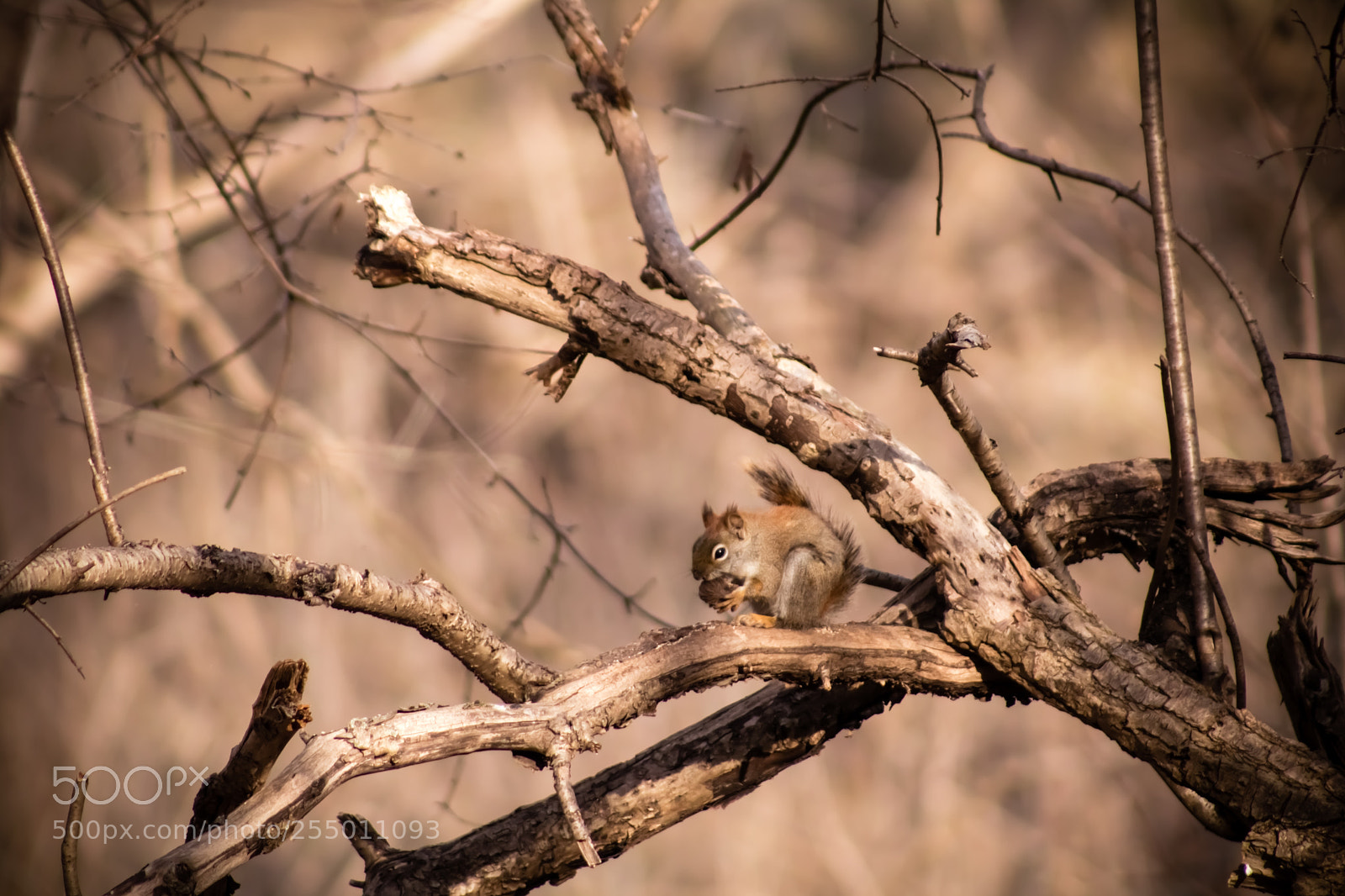 Canon EOS 750D (EOS Rebel T6i / EOS Kiss X8i) sample photo. Squirrel eating on a photography