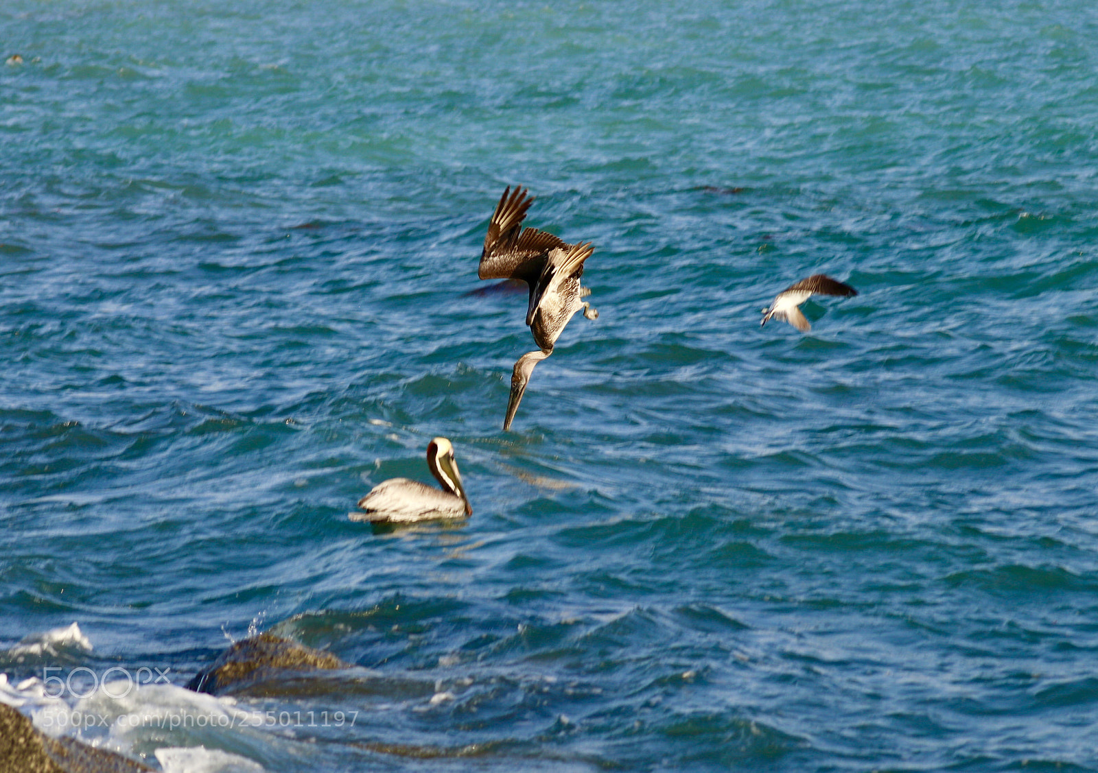 Canon EOS 80D sample photo. Pelican fishing  photography