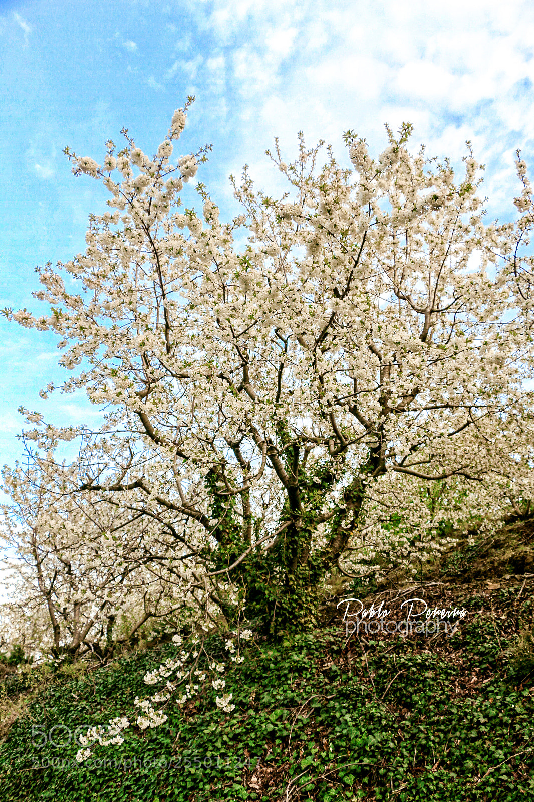 Canon EOS 700D (EOS Rebel T5i / EOS Kiss X7i) sample photo. Cerezo en flor photography