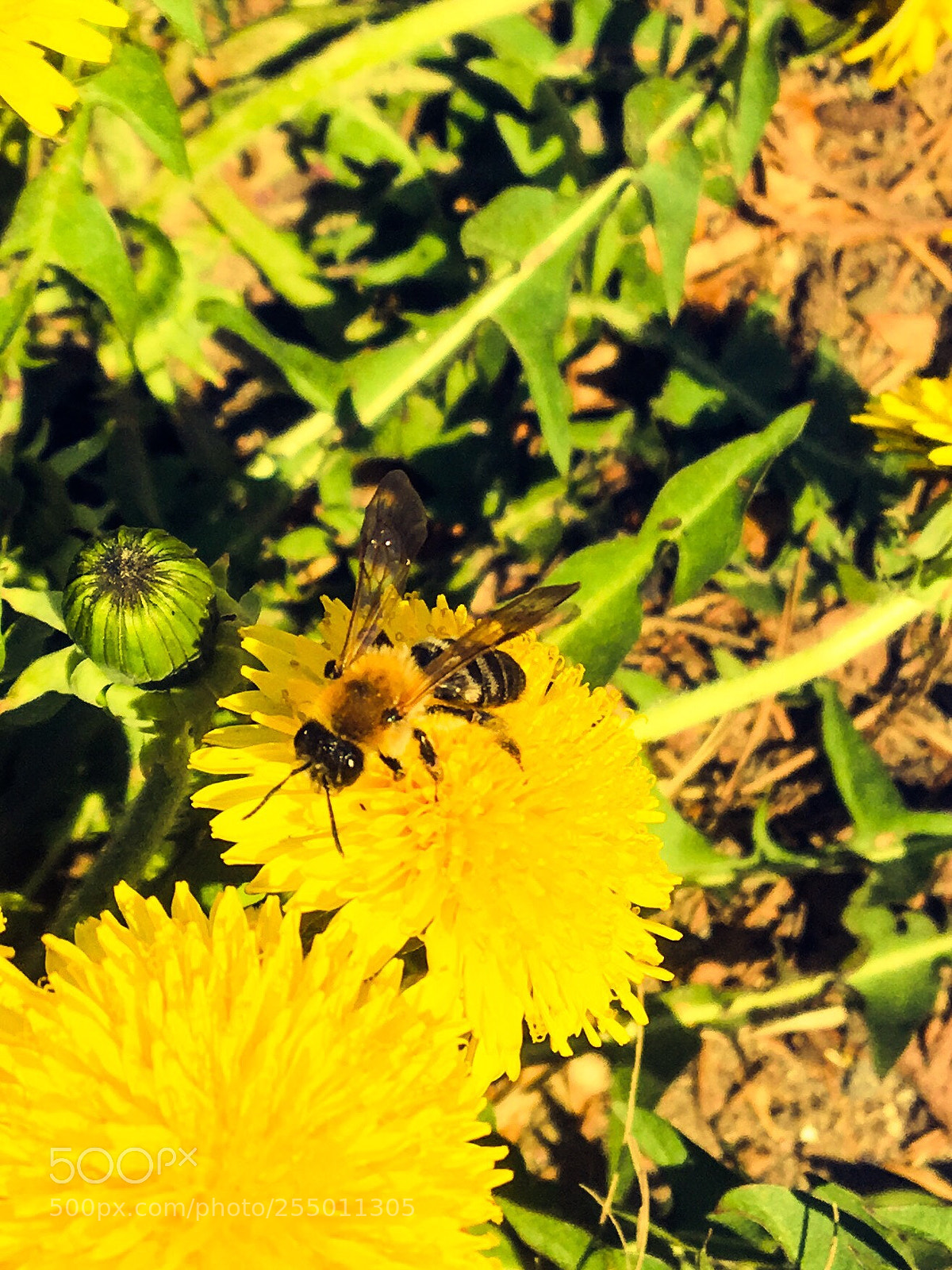 Apple iPhone 6s sample photo. Untitled photography