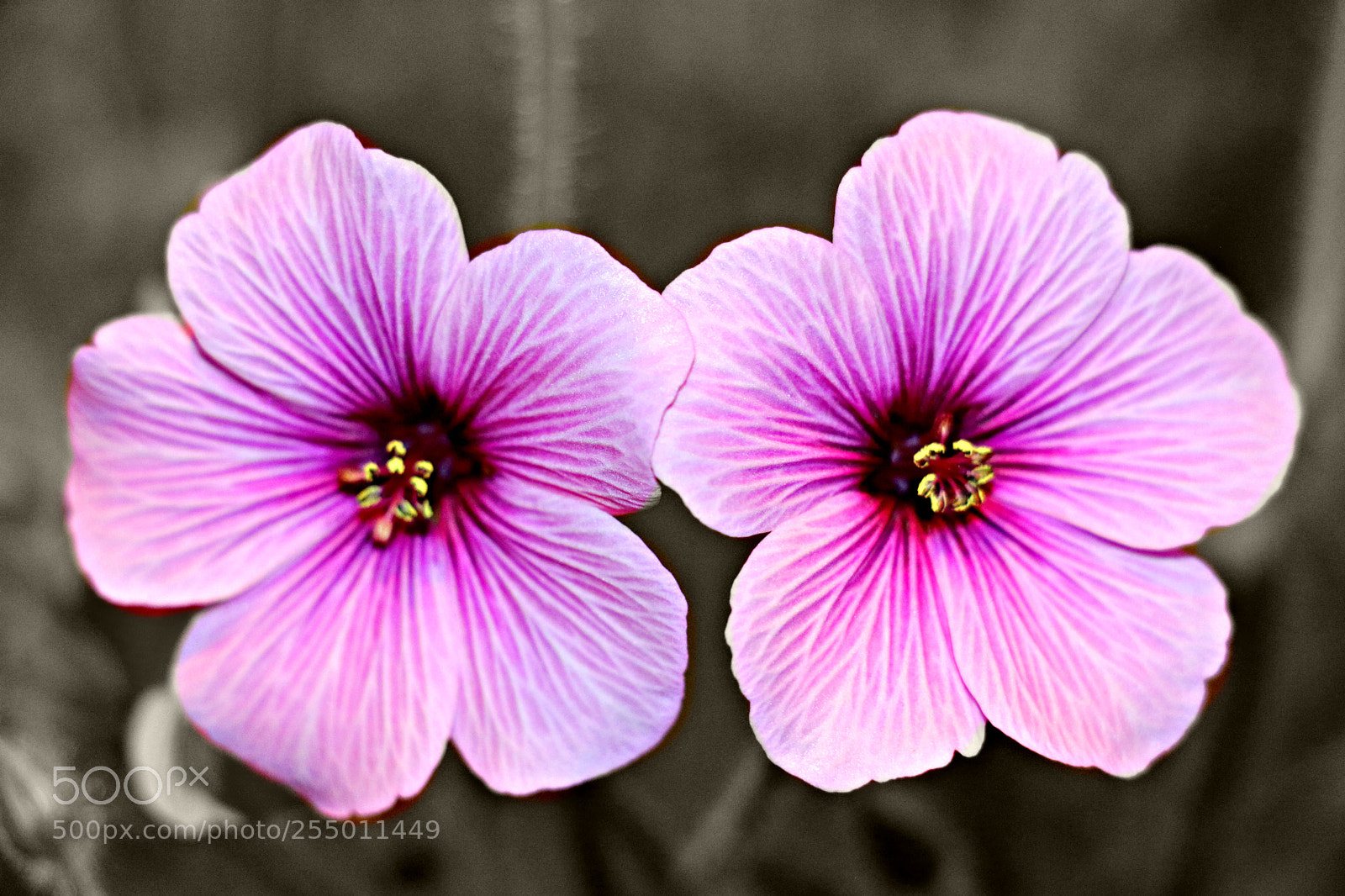 Canon EOS 70D sample photo. .... as two sisters ... photography