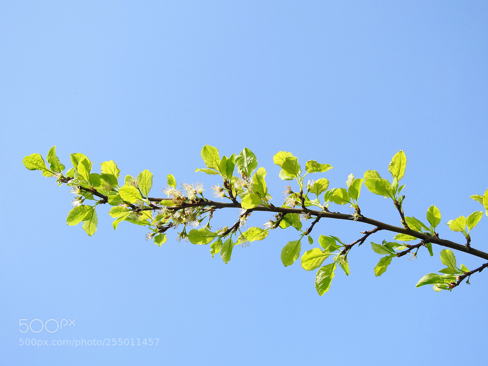 Nikon Coolpix P900 sample photo. Fresh ... photography