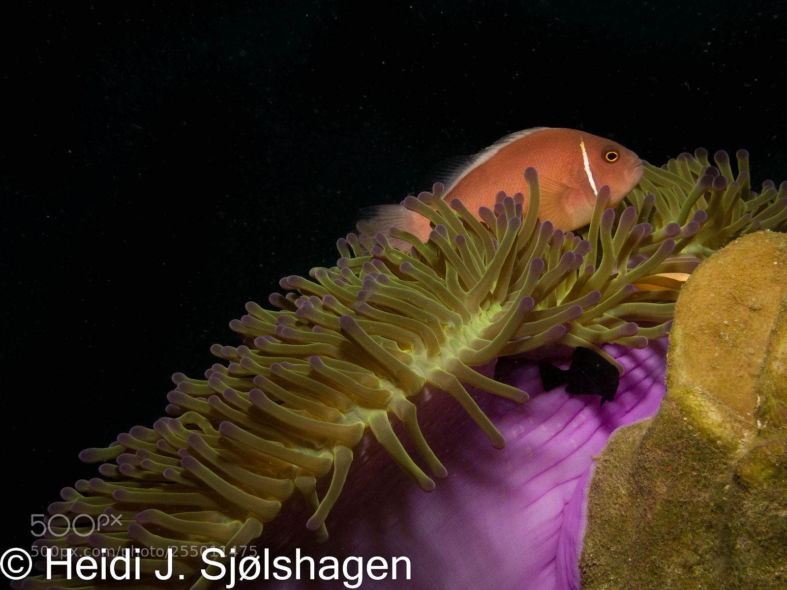 Canon PowerShot G16 sample photo. Magnificent anemone with pink photography