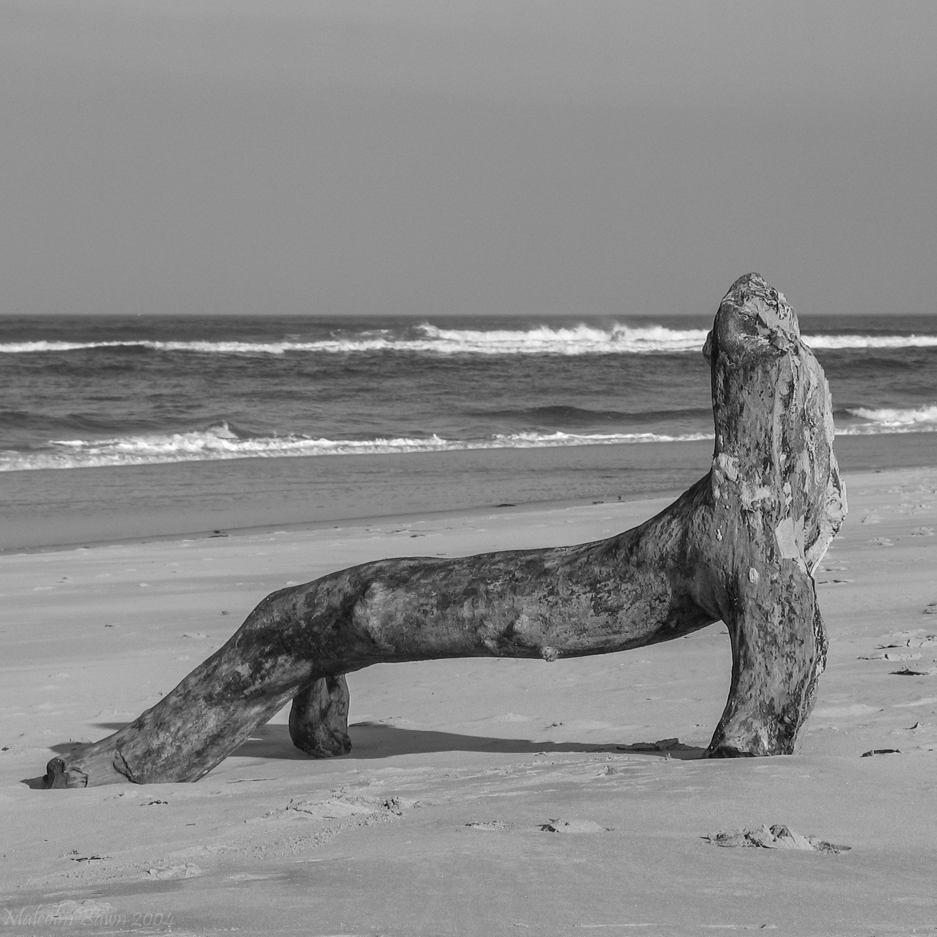 Canon POWERSHOT G5 sample photo. No it's a sea lion! photography