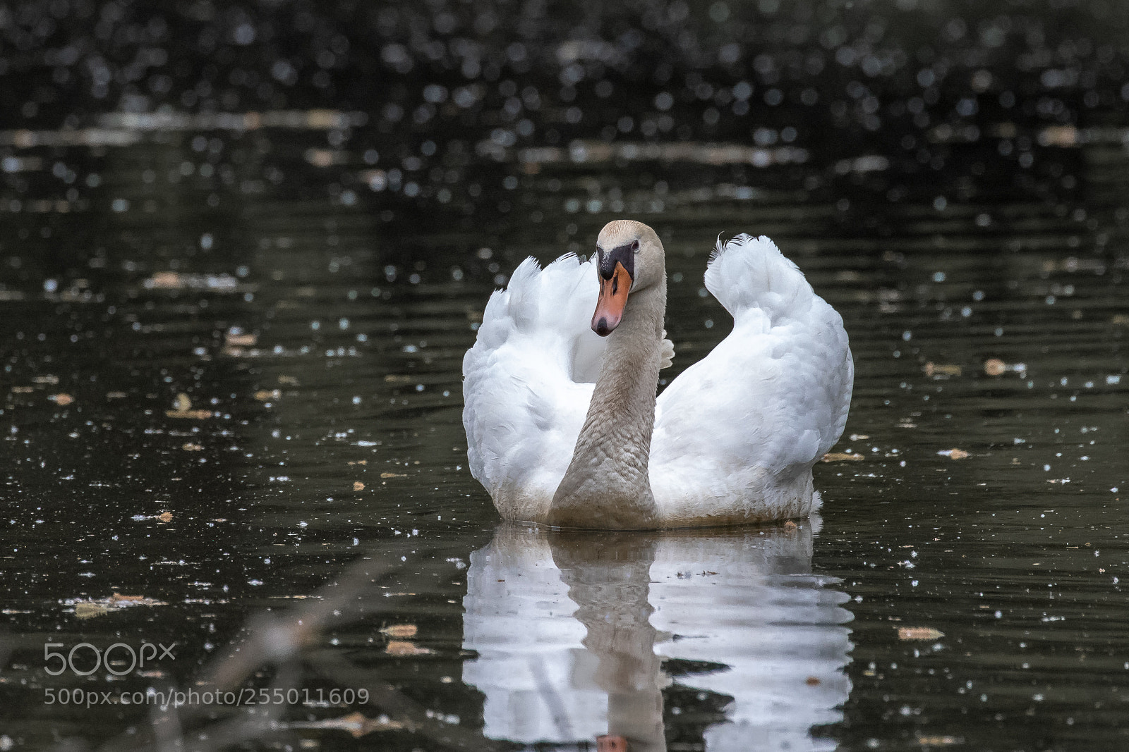 Canon EOS 7D Mark II sample photo. Mute swan photography