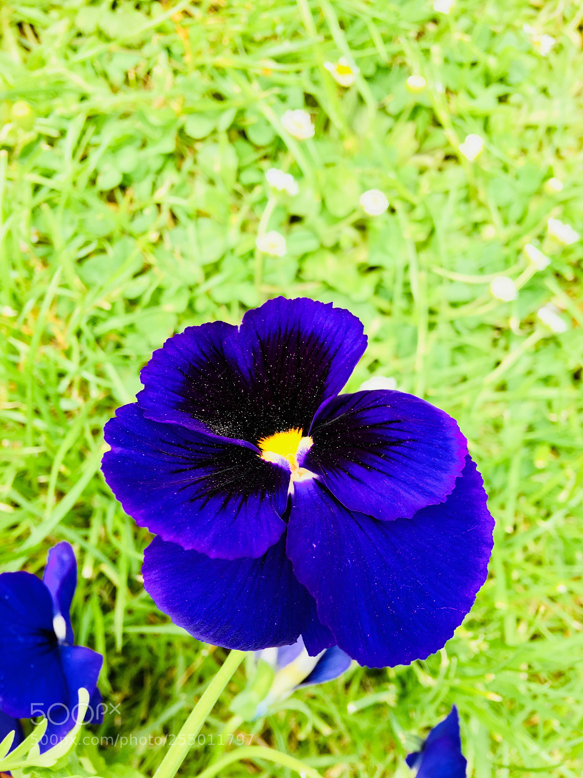 Apple iPhone 6s Plus sample photo. Untitled photography