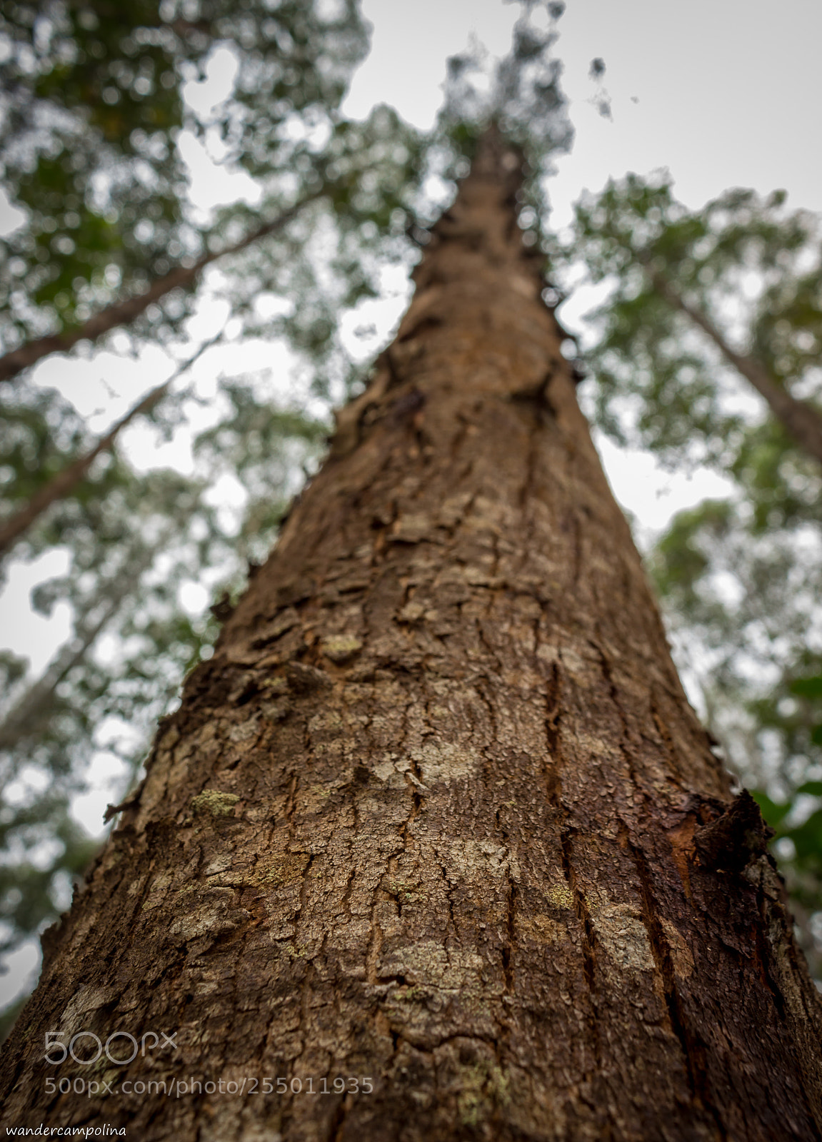 Canon EOS 700D (EOS Rebel T5i / EOS Kiss X7i) sample photo. Big tree photography