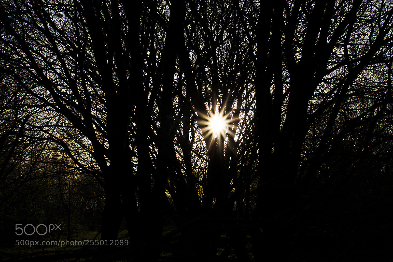 Canon EOS 700D (EOS Rebel T5i / EOS Kiss X7i) sample photo. Eternal sunshine just live photography