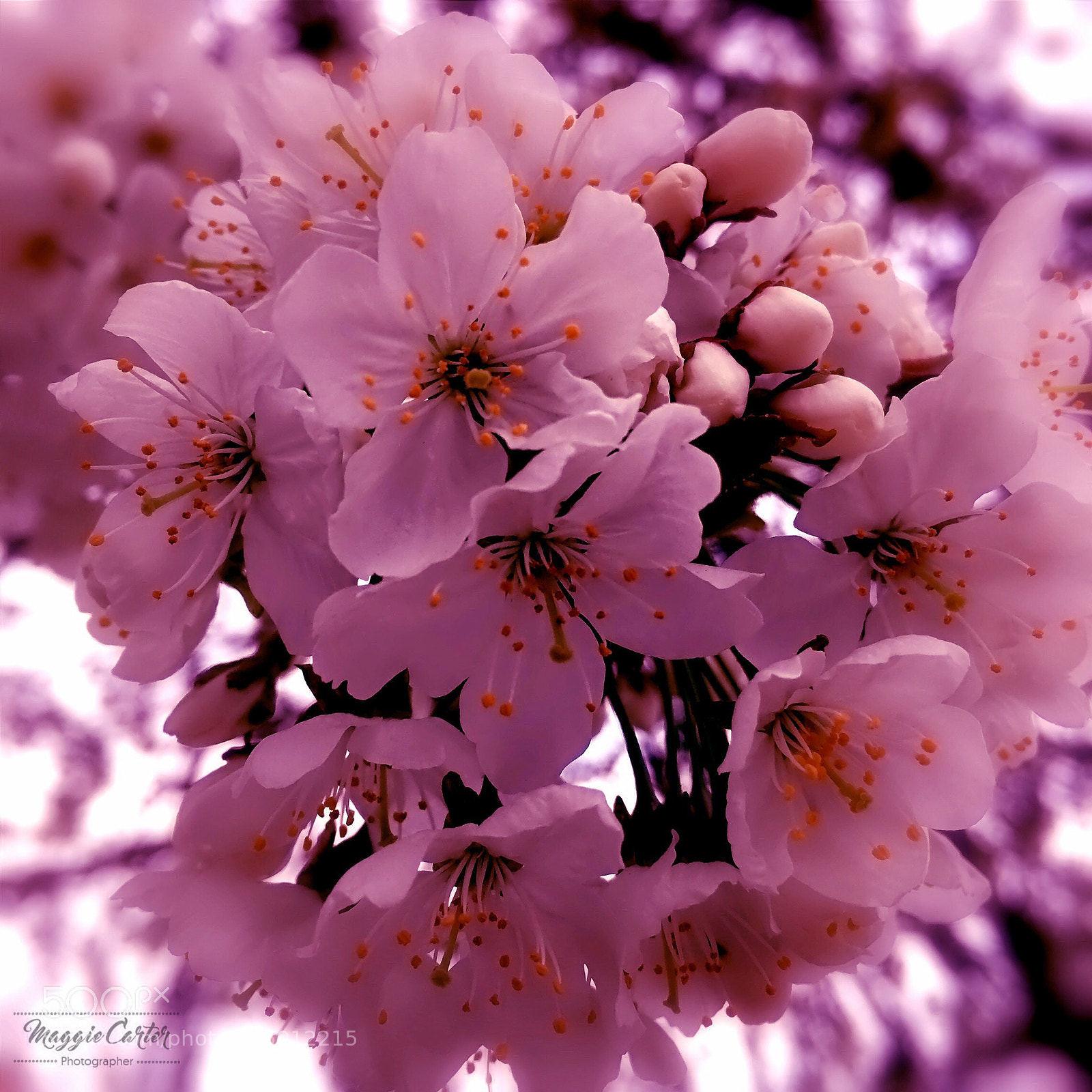 Apple iPhone 6s sample photo. Reminders of spring photography