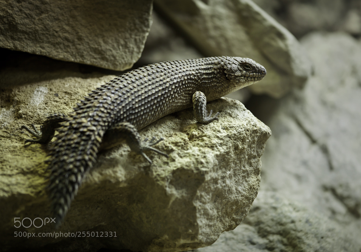 Canon EOS 5D Mark II sample photo. Cordylidae photography