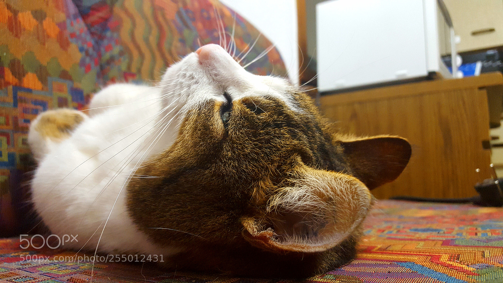Samsung Galaxy S6 sample photo. Diva the cat photography
