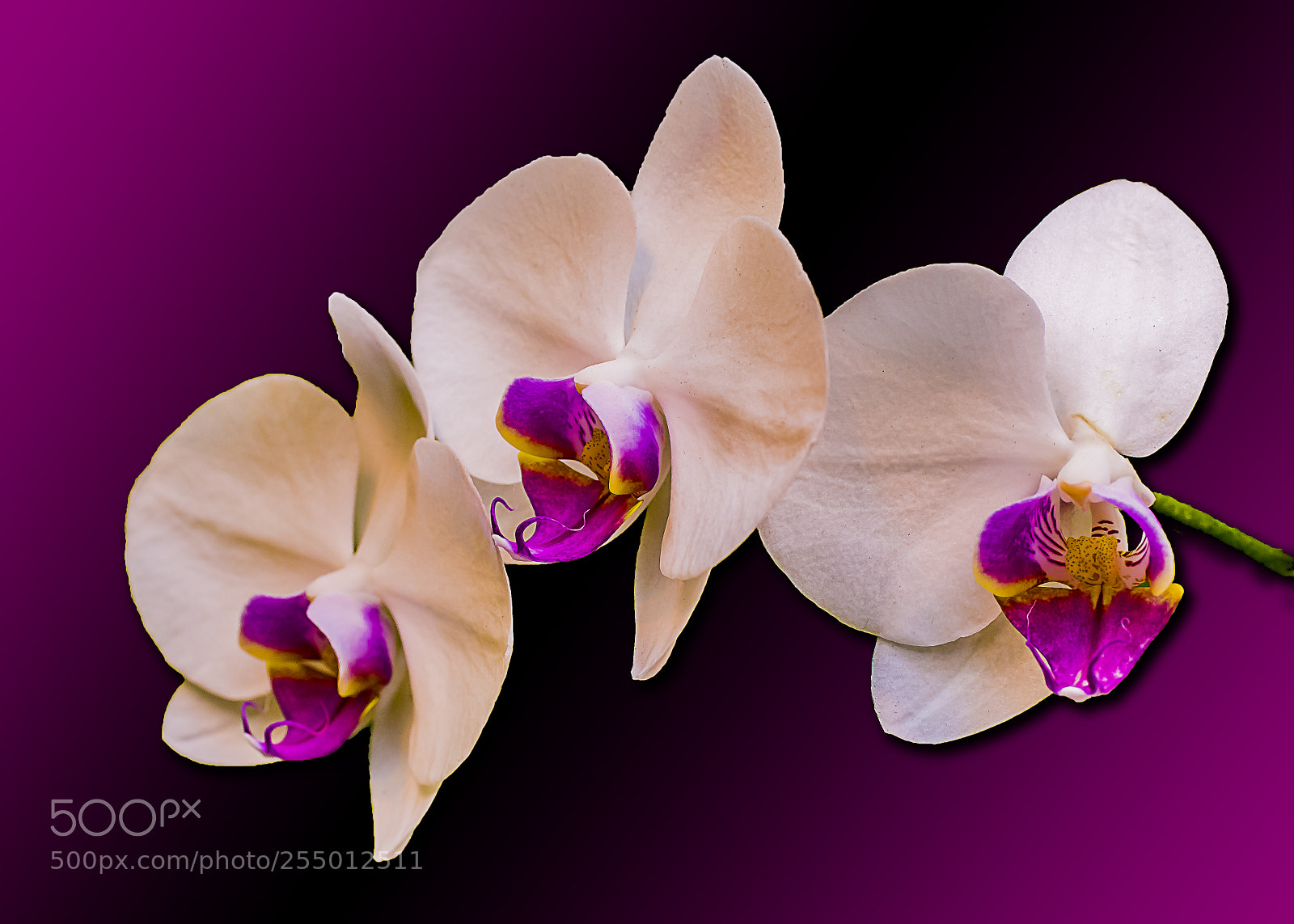Nikon D300 sample photo. Orchid photography