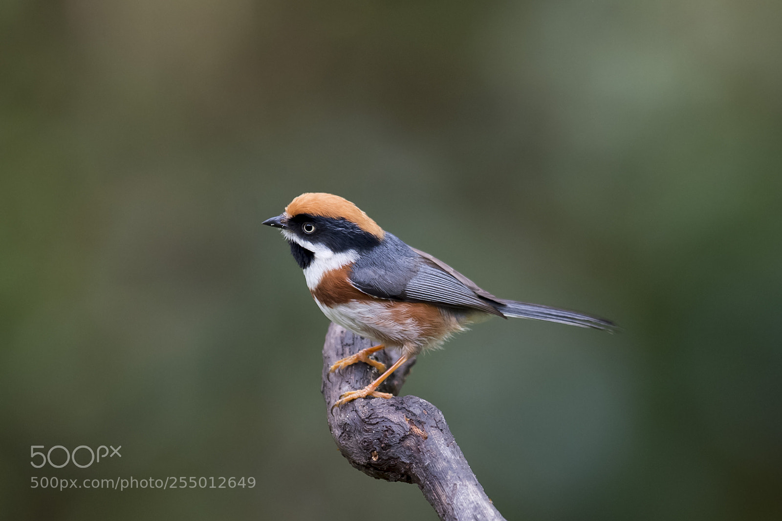 Nikon D4 sample photo. Black throated bush tit photography