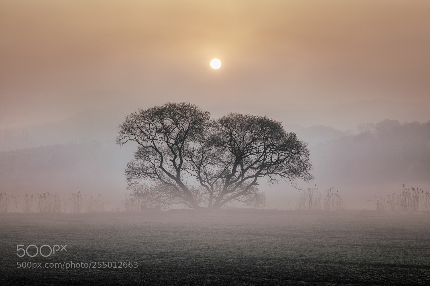 Canon EOS 5D Mark II sample photo. The waterfog photography