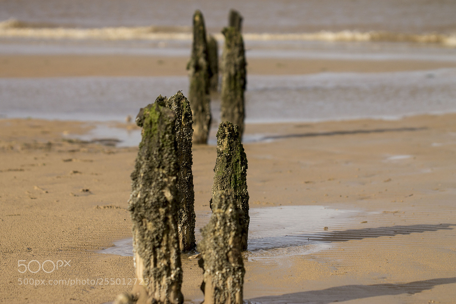 Canon EOS 1100D (EOS Rebel T3 / EOS Kiss X50) sample photo. Ocean worn driftwood photography