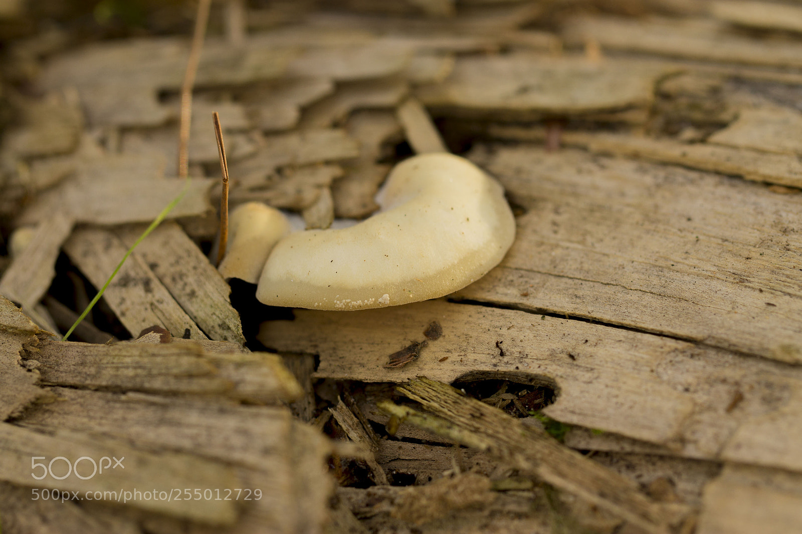 Canon EOS 1100D (EOS Rebel T3 / EOS Kiss X50) sample photo. Woodland fungi photography