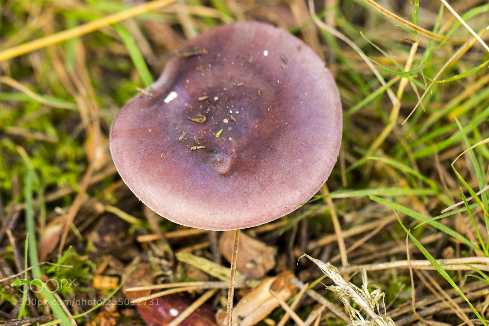 Canon EOS 1100D (EOS Rebel T3 / EOS Kiss X50) sample photo. Woodland fungi photography