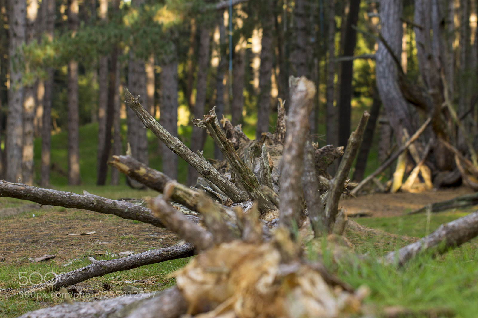 Canon EOS 1100D (EOS Rebel T3 / EOS Kiss X50) sample photo. Fallen tree photography