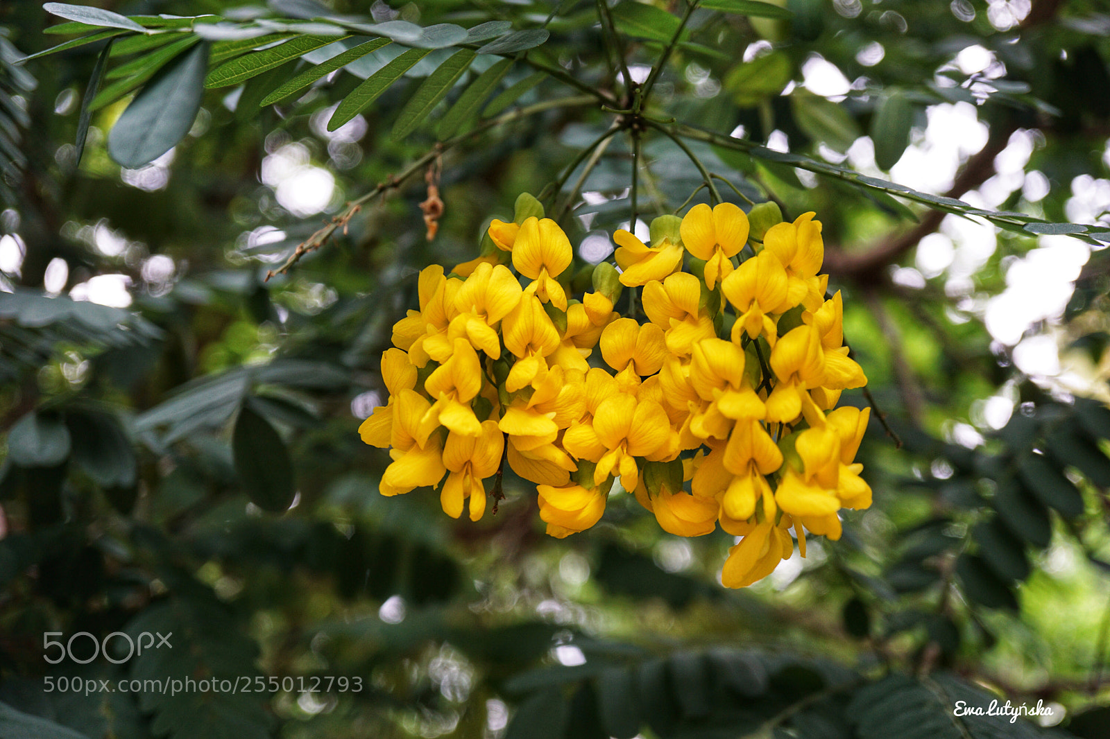 Sony a6000 sample photo. Calpurnia aurea  photography