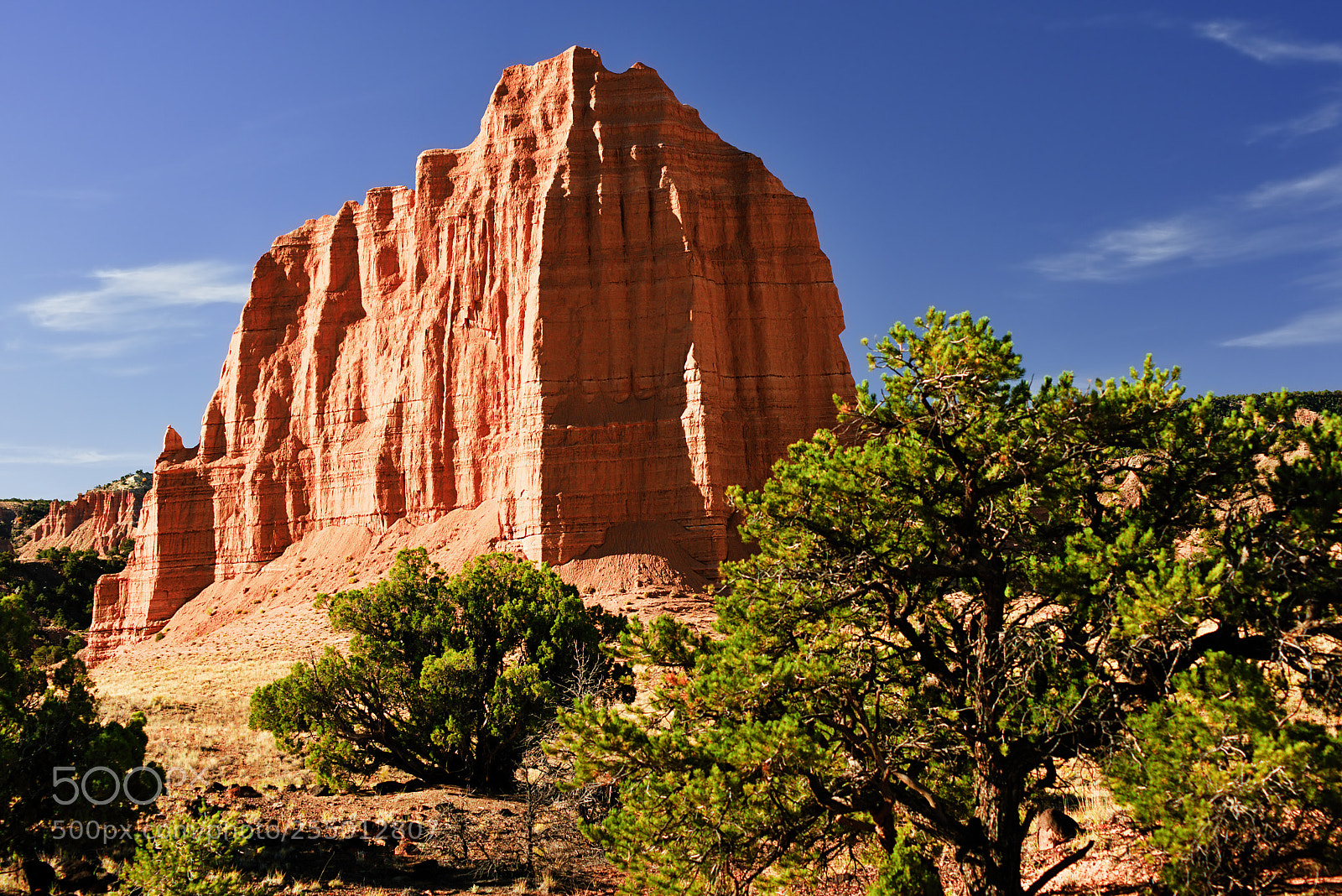 Nikon D810 sample photo. Cathedral and tree photography