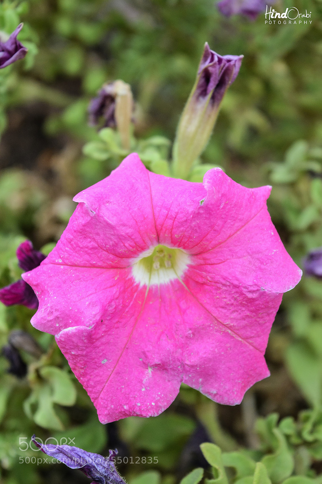 Nikon D3200 sample photo. Untitled photography