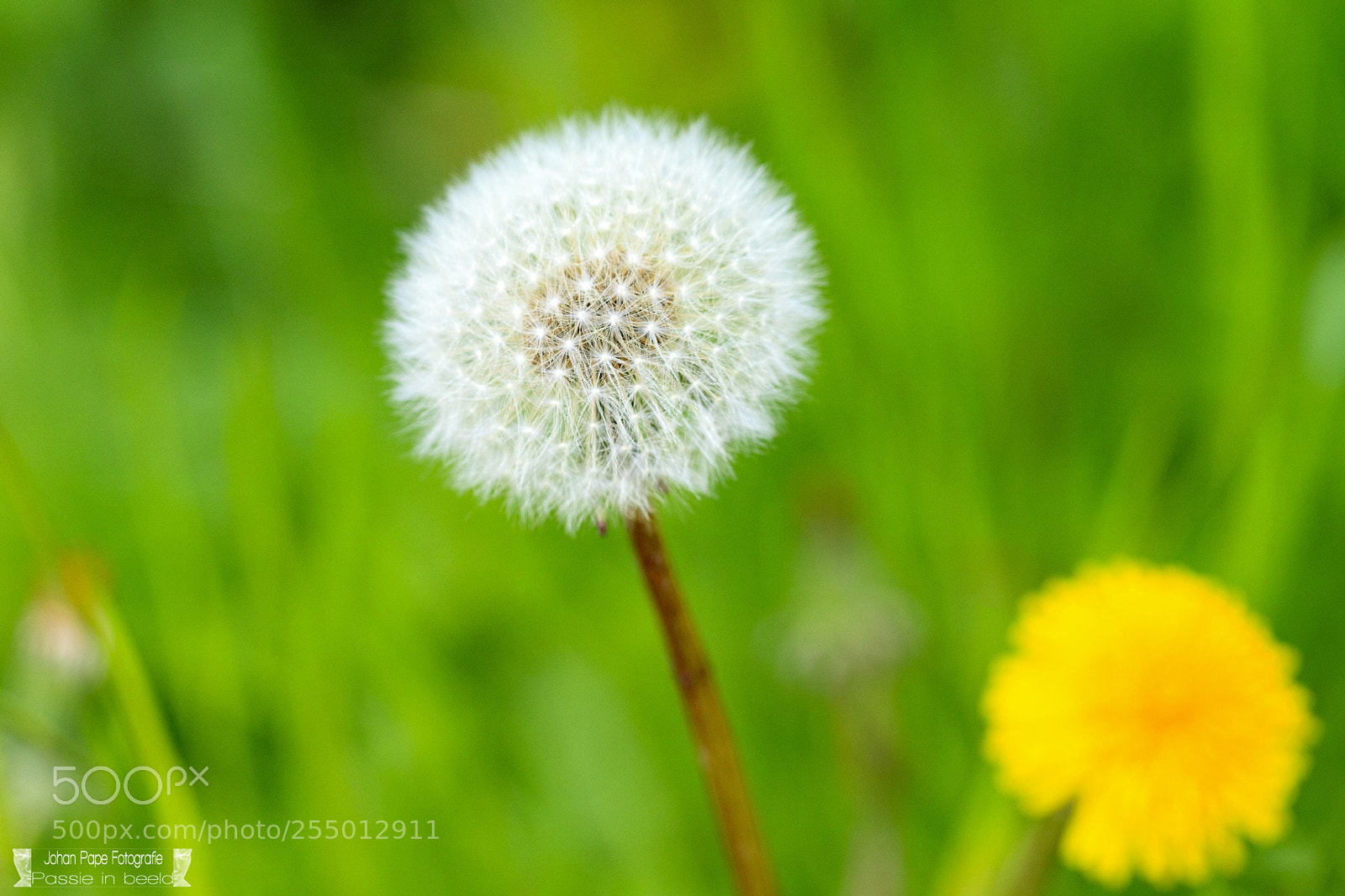 Canon EOS 5D Mark II sample photo. Painting nature photography
