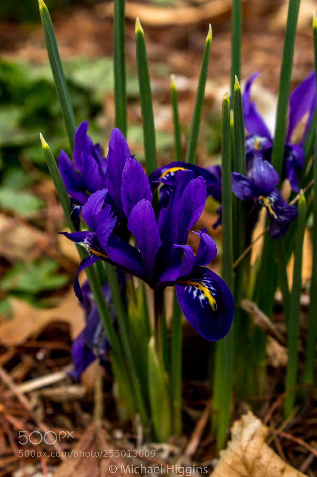 Canon EOS 1200D (EOS Rebel T5 / EOS Kiss X70 / EOS Hi) sample photo. Welcome to spring photography