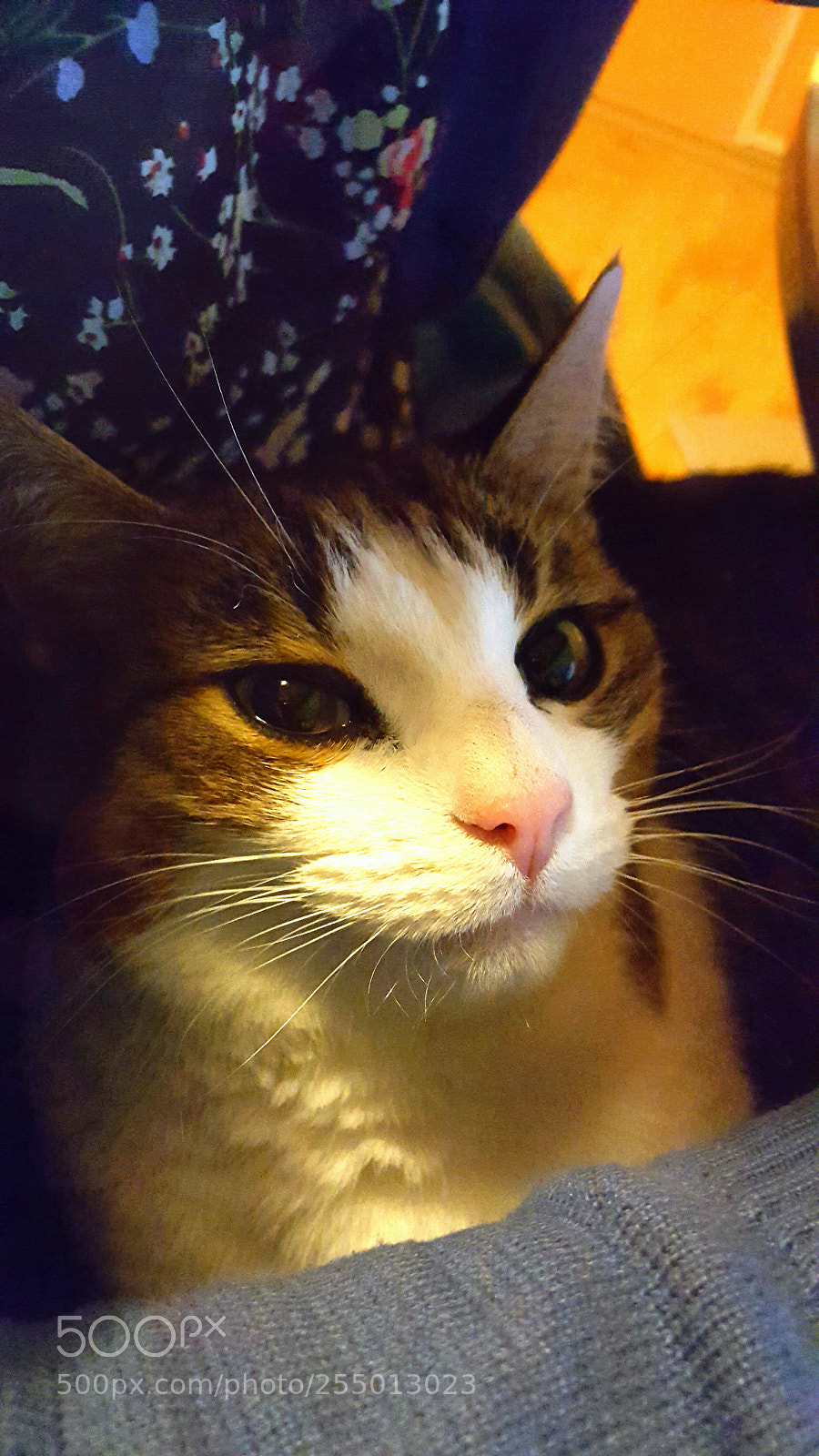 Samsung Galaxy S6 sample photo. Diva photography
