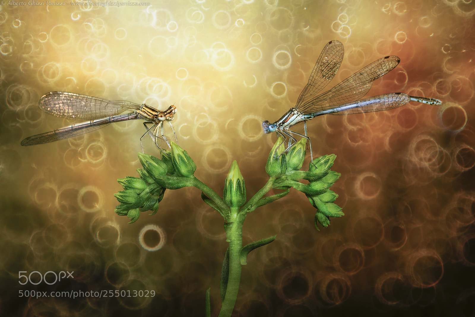 Nikon D7200 sample photo. Dreaming damselflies photography